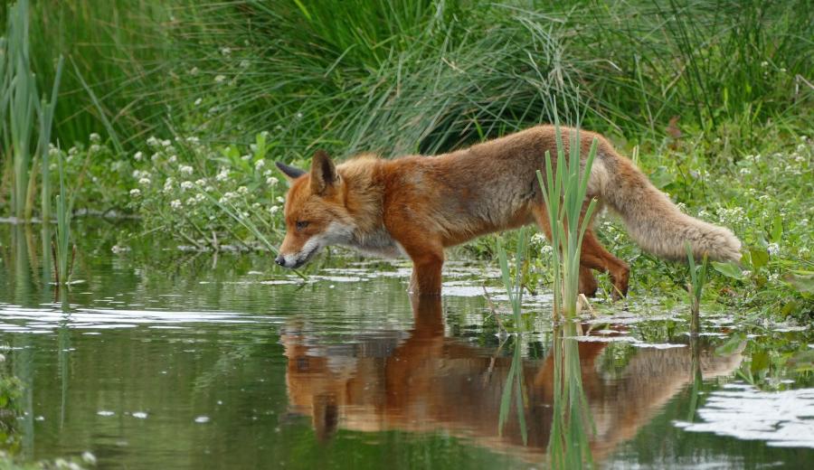 Sprachen entdecken mit Fuchs und Storch